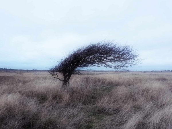 Vom Wind nach rechts geformter Baum in einer herbstlichen Graslandschaft