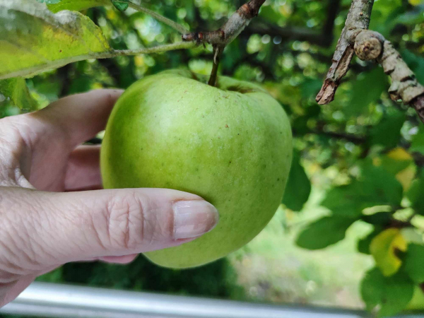 Ein grüner Apfel, der am Baum hängt und eine Hand, die ihn greift.