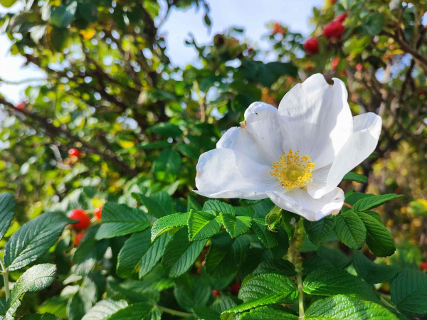 Weiße Hundsrosenblüte vor Hagebutten