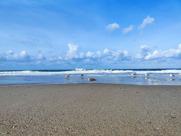Möwen am Strand