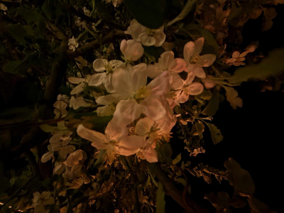 Ein Zweig mit Apfelblüten vor schwarzem Hintergrund, sehr monochrom