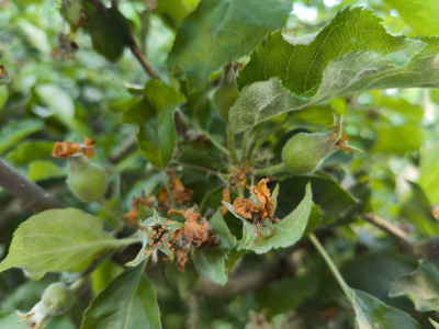 Ansätze von Äpfeln am Baum, mit Blütenresten.
