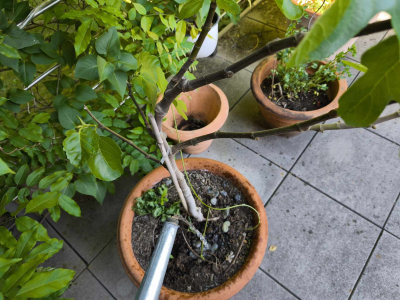 Feige im Blumentopf, die gewässert wird.