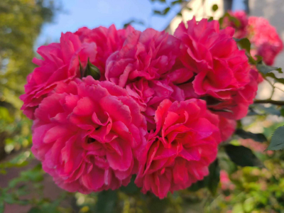 Rosenblüten