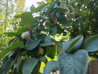 Birnen am Baum