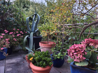 Blumen und Pflanzen auf der Terrasse. 