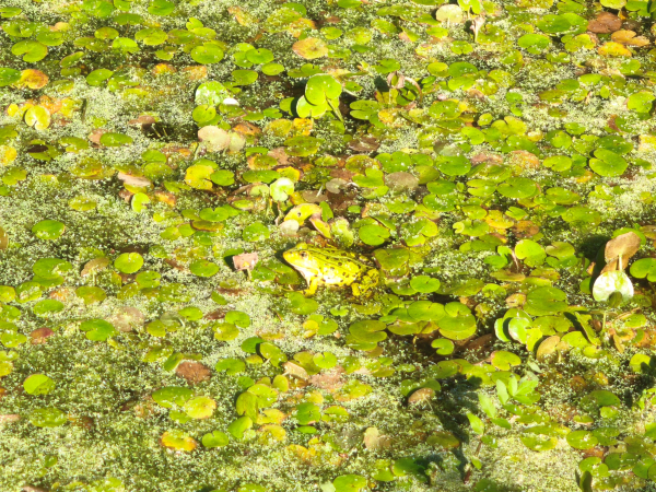 Grüner Frosch in grünen Blättern