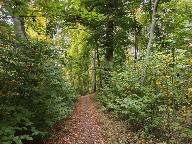 Eilenriede, Stadtwald in Hannover