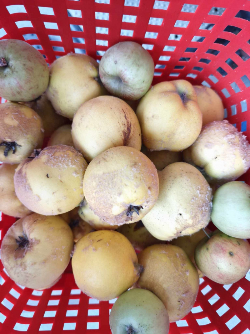 Quitten und Äpfel