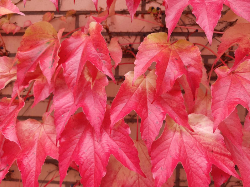 Rotes Herbstlaub